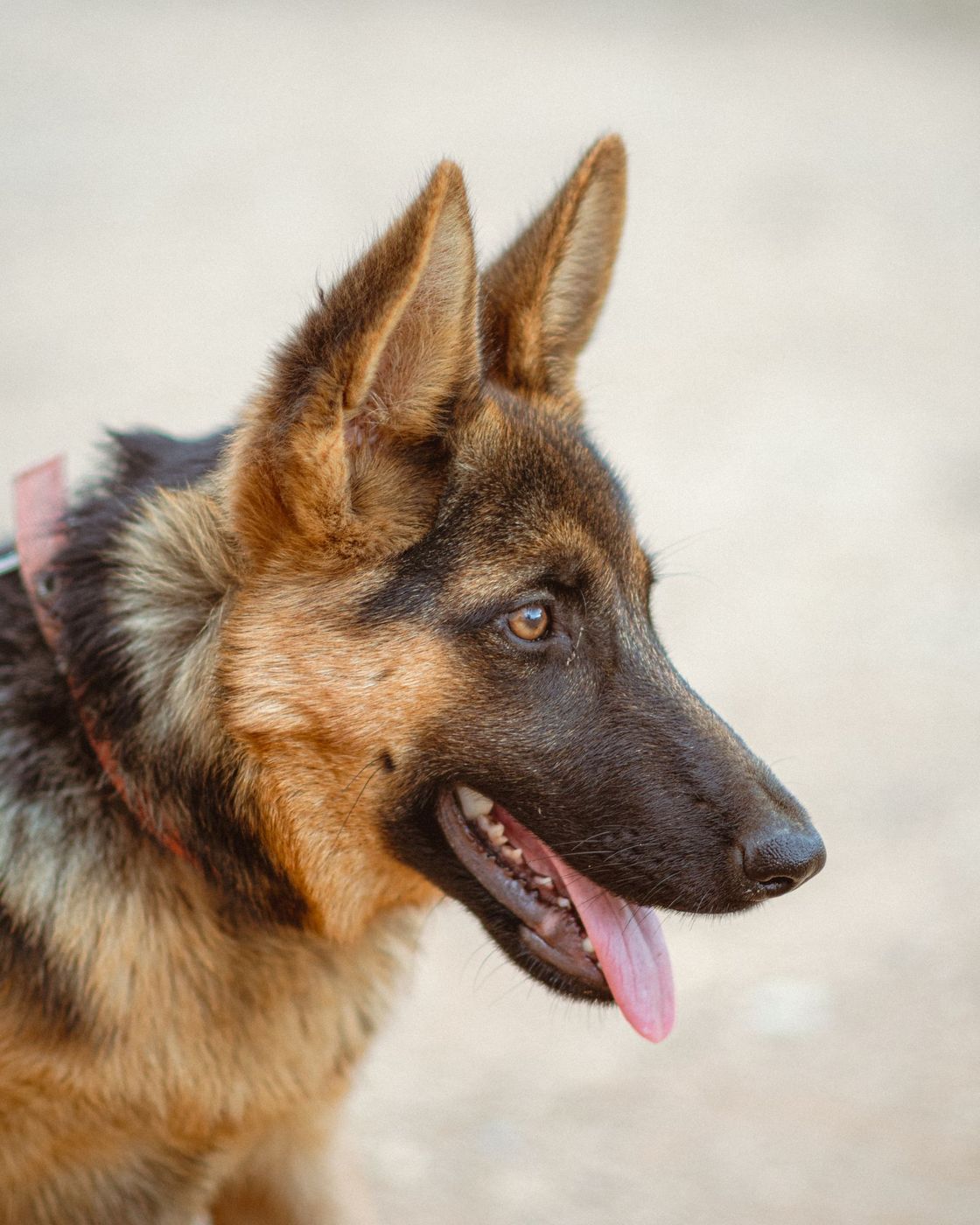 German Shepherd in profile with a focused, alert expression