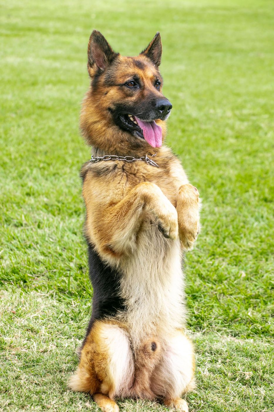 German Shepherd sitting up in the grass