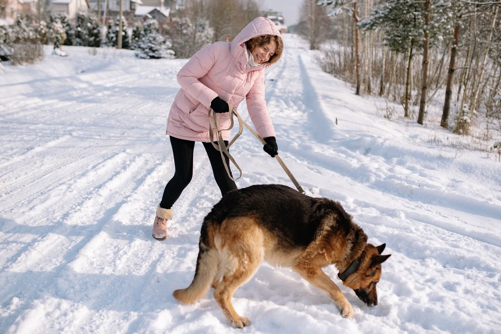 A woman in a pink jacket playing with a leashed German Shepherd on a snowy road